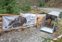 Die Wisente aus dem Leipziger Wildpark beobachtet bei der Ankunft in Rumänien. Foto: Calin Serban