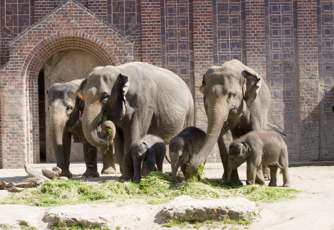 Gleich drei Jungtiere kann man derzeit in der Leipziger Elefantenherde bestaunen.