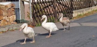 Diese Schwanenfamilie wandert täglich auf der Durchgangsstraße im Nobitzer Ortsteil Kraschwitz.