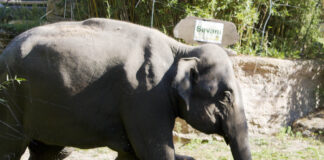 Savani heißt der vierte Minifant im Leipziger Zoo: Rund 6000 von mehr 15000 Stimmen vereinte dieser Vorschlag auf sich.