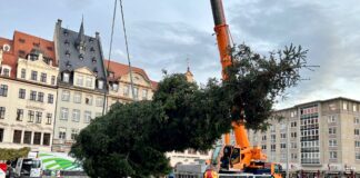 Eine Douglasie aus Torgau ziert jetzt den Marktplatz im Leipziger Stadtzentrum.