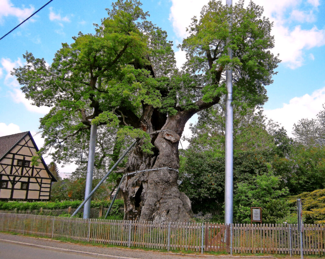 Die Nöbdenitzer Eiche, mit dem Grab eines Ministers in den Wur- zeln, gilt als einzigartiges Naturdenkmal. Foto: Ralf Miehle.