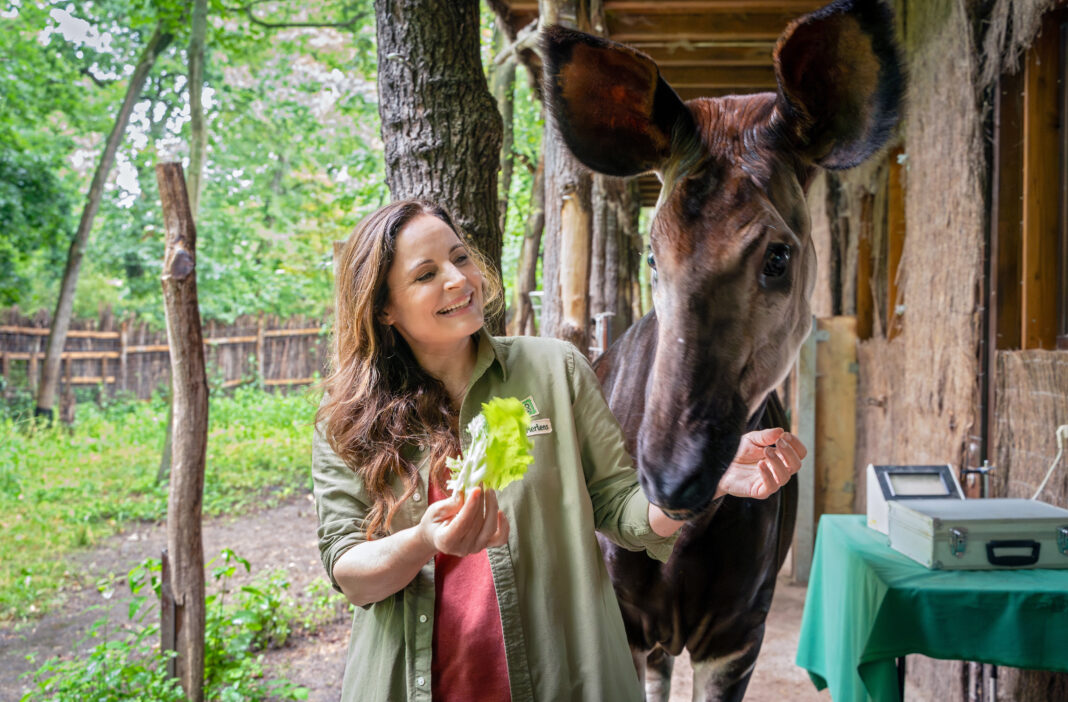 Drehstart zur IX. Staffel Tierärztin Dr. Merten: Drehstart für 13 neue Folgen mit Elisabeth Lanz im Leipziger Zoo und anderen Schauplätzen, hier im Okapi-Gehege. Foto: ARD