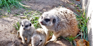 Der Altenburger Inselzoo freut sich über Erdmännchen-Nachwuchs. Foto: Inselzoo