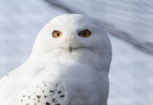 Für Schneeeule „Viona“ hat Wolfgang Jung die Patenschaft übernommen. Foto: Wolfgang Jung