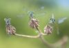 Eine neue (Wander-)Ausstellung beschäftigt sich im Naturkundemuseum mit den "Facettenreichen Insekten" - wie etwa hier Kleinlibellen. Foto: Alberto Ghizzi Panizza.