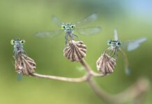 Eine neue (Wander-)Ausstellung beschäftigt sich im Naturkundemuseum mit den "Facettenreichen Insekten" - wie etwa hier Kleinlibellen. Foto: Alberto Ghizzi Panizza.