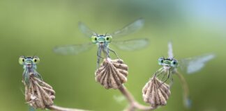 Eine neue (Wander-)Ausstellung beschäftigt sich im Naturkundemuseum mit den "Facettenreichen Insekten" - wie etwa hier Kleinlibellen. Foto: Alberto Ghizzi Panizza.