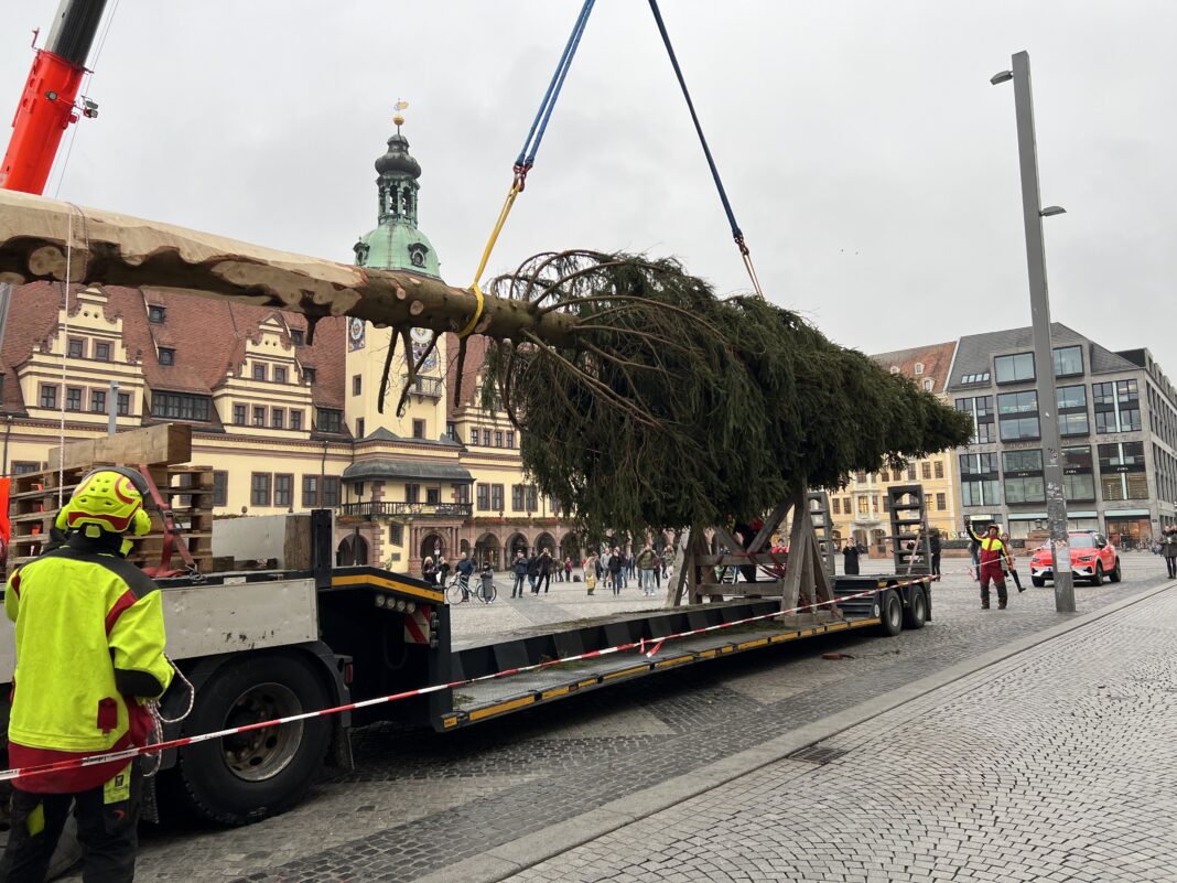 Er ist da, der Leipziger Weihnachtsbaum 2024: Die 20 Meter hohe Fichte auf dem Markt wurde in diesen Tagen angeliefert - und natürlich gleich aufgestellt. Foto: André Kempner