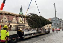 Er ist da, der Leipziger Weihnachtsbaum 2024: Die 20 Meter hohe Fichte auf dem Markt wurde in diesen Tagen angeliefert - und natürlich gleich aufgestellt. Foto: André Kempner