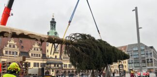 Er ist da, der Leipziger Weihnachtsbaum 2024: Die 20 Meter hohe Fichte auf dem Markt wurde in diesen Tagen angeliefert - und natürlich gleich aufgestellt. Foto: André Kempner