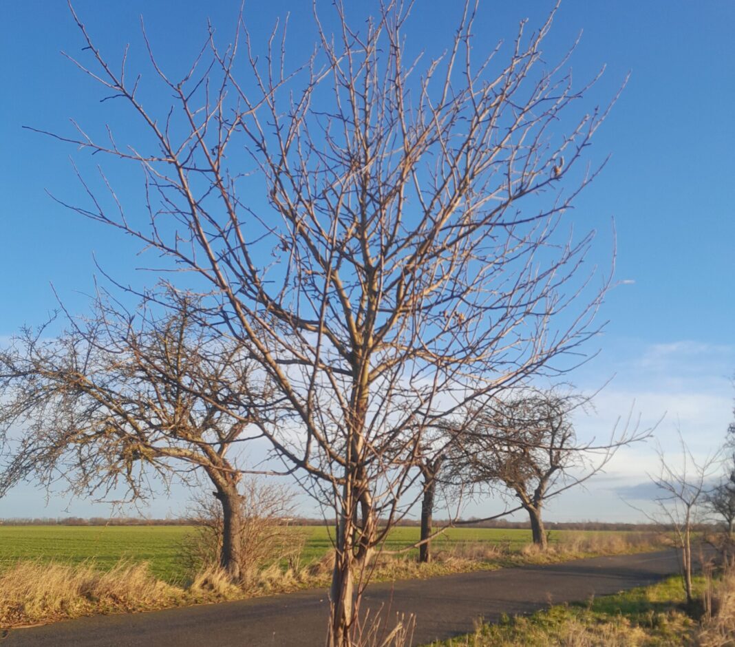 Die im Laufe der Jahre entstandenen Lücken in der Obstbaumallee entlang des Kyhnaer Weges in Delitzsch sollen noch in diesem Monat durch 113 neue Obstbäume geschlossen werden. Foto: LPV Nordwestsachsen