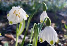 Der Märzenbecher ist die Auwaldart des Jahres. Foto: Julia Zimmerhäkel